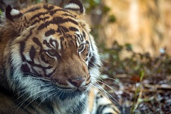 よこはま動物園ズーラシア