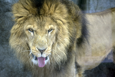 よこはま動物園ズーラシア