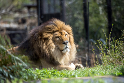 よこはま動物園ズーラシア