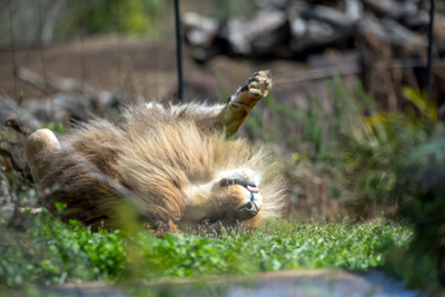 よこはま動物園ズーラシア