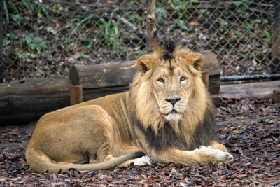 よこはま動物園ズーラシア