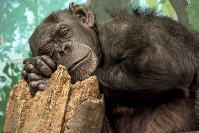 よこはま動物園ズーラシア