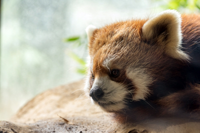よこはま動物園ズーラシア