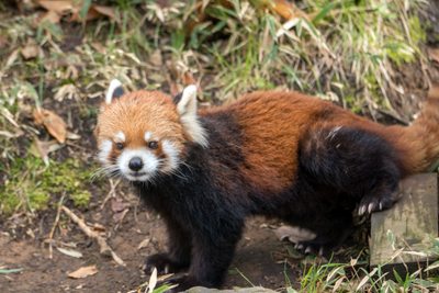 よこはま動物園ズーラシア