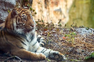 よこはま動物園ズーラシア