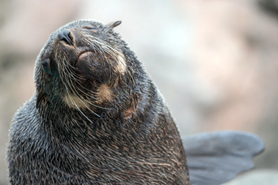 よこはま動物園ズーラシア