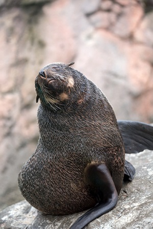 よこはま動物園ズーラシア