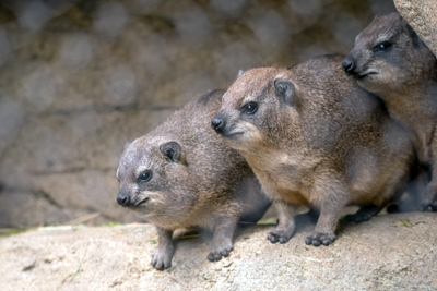 よこはま動物園ズーラシア