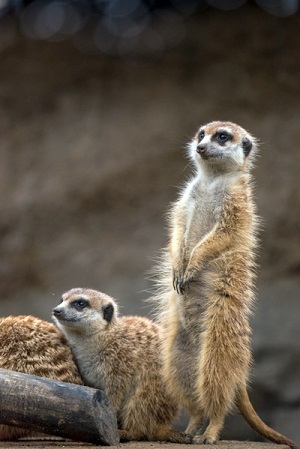 よこはま動物園ズーラシア