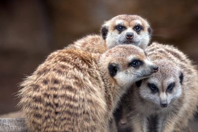 よこはま動物園ズーラシア