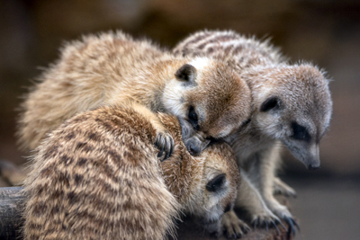 よこはま動物園ズーラシア