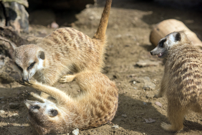 よこはま動物園ズーラシア