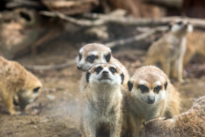 よこはま動物園ズーラシア