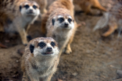 よこはま動物園ズーラシア