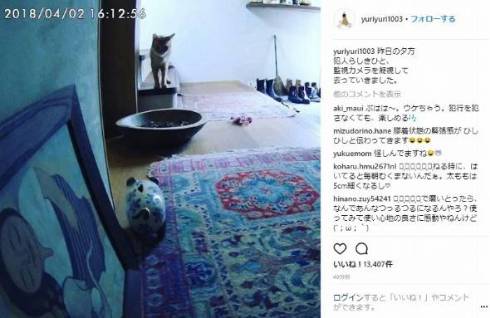 石田ゆり子 ハニオ タビ 猫 ペット 監視カメラ インスタ