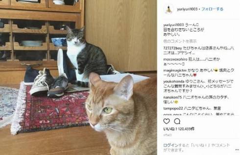 石田ゆり子 ハニオ タビ 猫 ペット 監視カメラ インスタ 泥棒