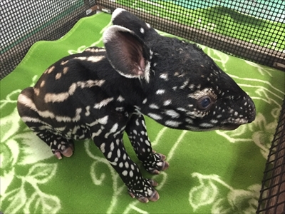 東武動物公園マレーバク誕生