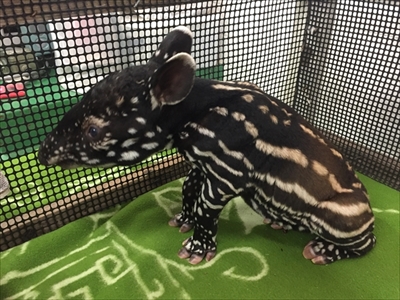 東武動物公園マレーバク誕生