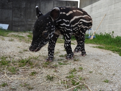 東武動物公園マレーバク誕生