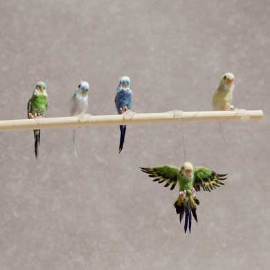 動物 ミニチュア 鳥 ハリネズミ うさぎ 1/12 スケール