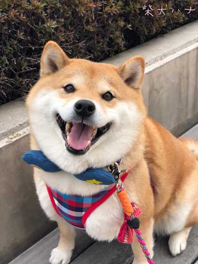 柴犬 いい顔 帰ろ 拒否 いやいや 顔 散歩 ハナ