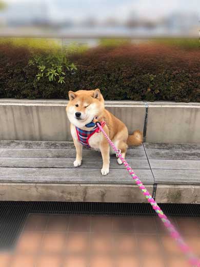 柴犬 いい顔 帰ろ 拒否 いやいや 顔 散歩 ハナ