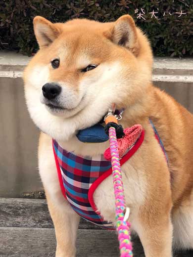 柴犬 いい顔 帰ろ 拒否 いやいや 顔 散歩 ハナ