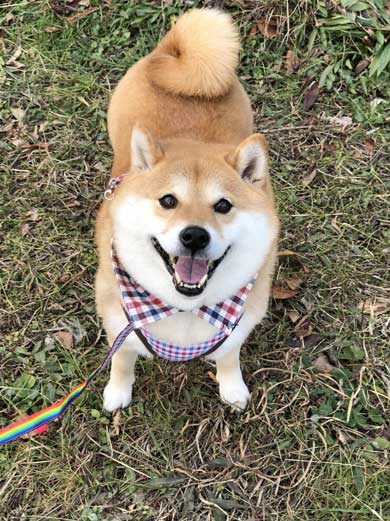 柴犬 いい顔 帰ろ 拒否 いやいや 顔 散歩 ハナ