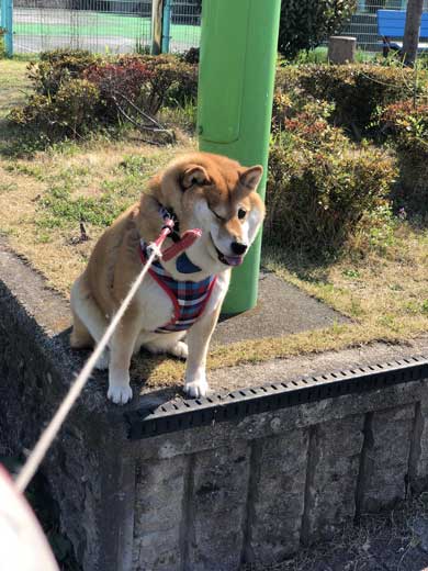 柴犬 いい顔 帰ろ 拒否 いやいや 顔 散歩 ハナ
