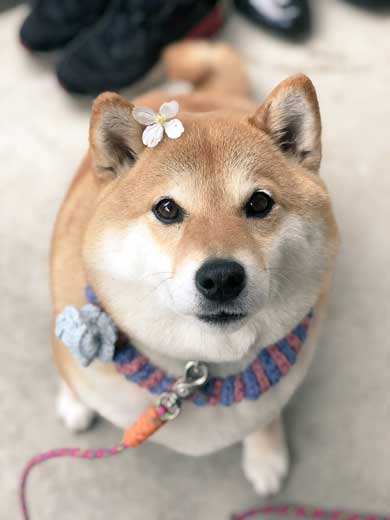 柴犬 いい顔 帰ろ 拒否 いやいや 顔 散歩 ハナ