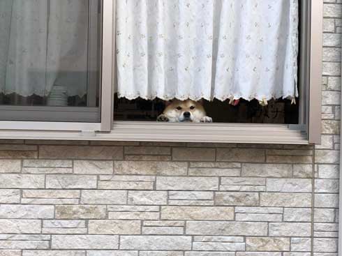 柴犬 いい顔 帰ろ 拒否 いやいや 顔 散歩 ハナ