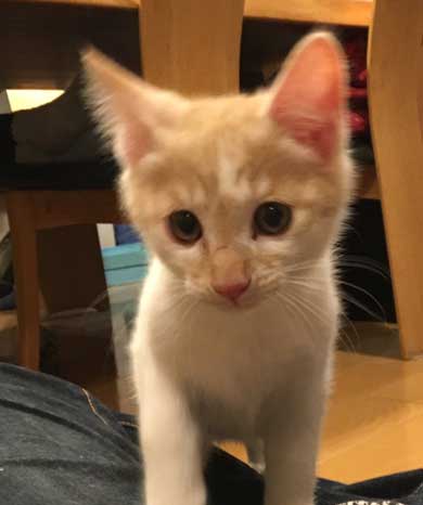 同人誌印刷会社 しまや出版 猫 採用 新人 きなり