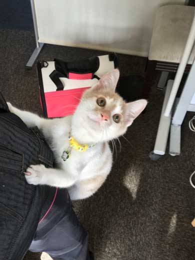 同人誌印刷会社 しまや出版 猫 採用 新人 きなり