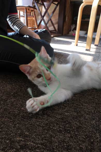 同人誌印刷会社 しまや出版 猫 採用 新人 きなり