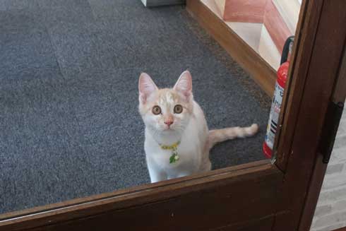 同人誌印刷会社 しまや出版 猫 採用 新人 きなり