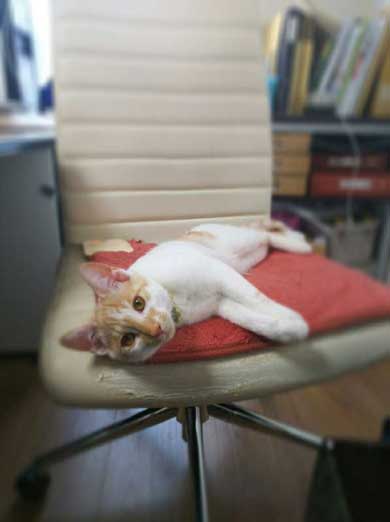 同人誌印刷会社 しまや出版 猫 採用 新人 きなり