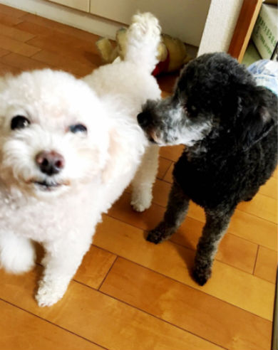 保田圭 愛犬 ペット ぱーる ピアノ トイプードル