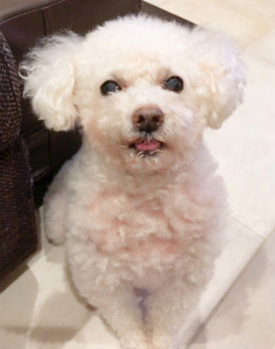 保田圭 愛犬 ペット ぱーる ピアノ トイプードル