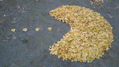 イチョウパックマン写真