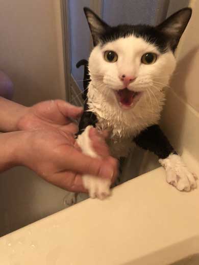 猫 お風呂 風景 悟り 賢者 顔  前髪 洗濯
