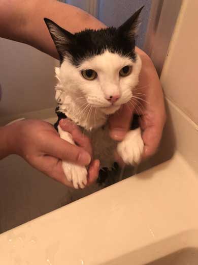 猫 お風呂 風景 悟り 賢者 顔  前髪 洗濯