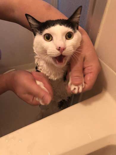 猫 お風呂 風景 悟り 賢者 顔  前髪 洗濯