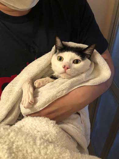 猫 お風呂 風景 悟り 賢者 顔  前髪 洗濯