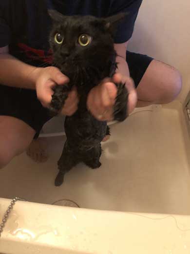 猫 お風呂 風景 悟り 賢者 顔  前髪 洗濯