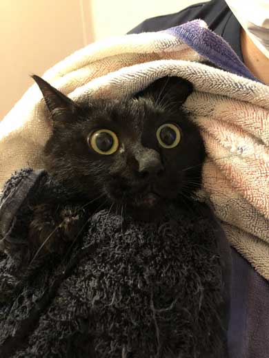 猫 お風呂 風景 悟り 賢者 顔  前髪 洗濯