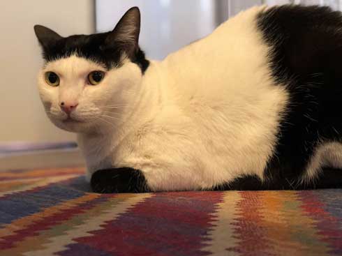 猫 お風呂 風景 悟り 賢者 顔  前髪 洗濯