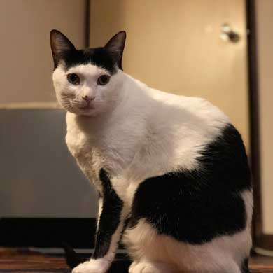 猫 お風呂 風景 悟り 賢者 顔  前髪 洗濯