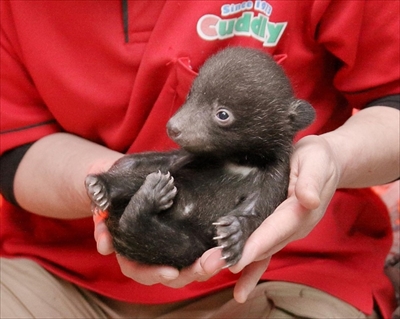 阿蘇カドリー・ドミニオン　ツキノワグマ