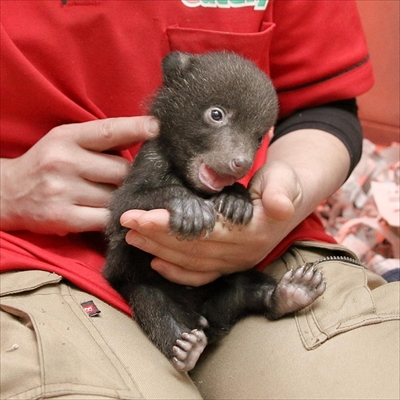 阿蘇カドリー・ドミニオン　ツキノワグマ