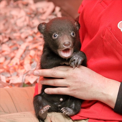 阿蘇カドリー・ドミニオン　ツキノワグマ